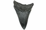 Serrated, Fossil Megalodon Tooth - South Carolina #310048-1